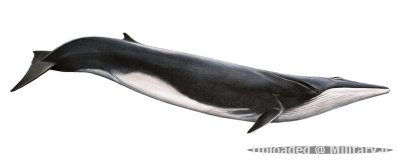 normal_finback_whale.jpg